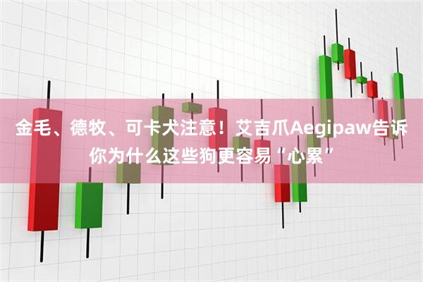 金毛、德牧、可卡犬注意！艾吉爪Aegipaw告诉你为什么这些狗更容易“心累”